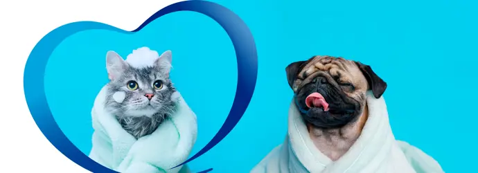 Te decimos cada cuánto debes bañar a tu perro o gato