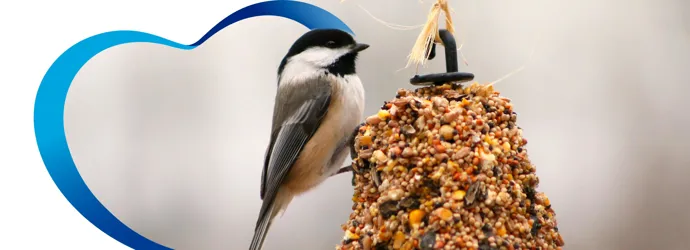 Realiza un comedero para aves con tubos de cartón de papel de baño.