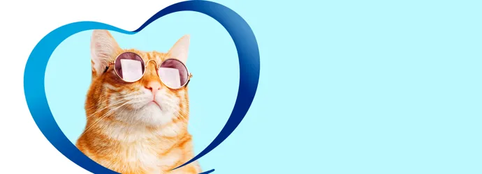 Mantén limpio a tu gato en 3 pasos, sin tener que bañarlo